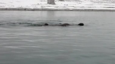 Grup walruses yüzmek Svalbard Arktik Okyanusu soğuk mavi su.