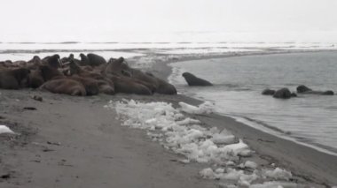 Grup walruses sakin su üzerinde kar shore Arktik okyanusta Svalbard yakınındaki.