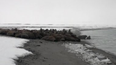 Grup walruses sakin su üzerinde kar shore Arktik okyanusta Svalbard yakınındaki.