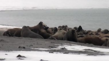 Grup walruses sakin su üzerinde kar shore Arktik okyanusta Svalbard yakınındaki.