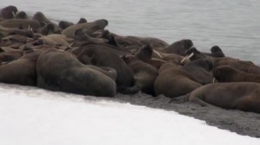 Grup walruses sakin su üzerinde kar shore Arktik okyanusta Svalbard yakınındaki.