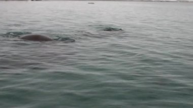 Grup walruses dalış Svalbard Arktik Okyanusu su.