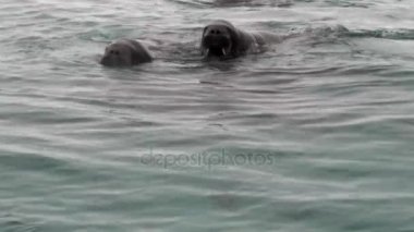 Grup walruses dalış Svalbard Arktik Okyanusu su.
