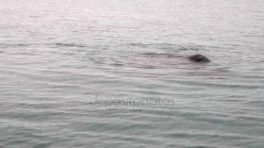 Grup walruses dalış Svalbard Arktik Okyanusu su.