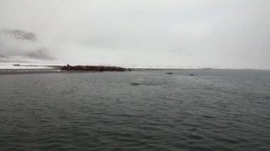 Grup walruses dalış Svalbard Arktik Okyanusu su.