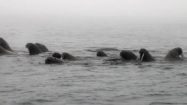 Svalbard Arktik Okyanusu'nda sisin içinde suda yüzen walruses grup.