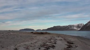 Morslar grup üzerinde shore, Kuzey Buz Denizi Svalbard içinde dinlenmek.