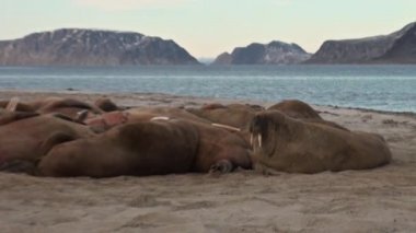 Grup walruses sakin su üzerinde shore Arktik okyanusta Svalbard yakınındaki.