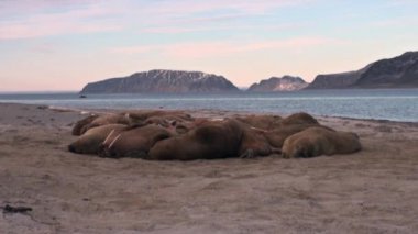 Grup walruses sakin su üzerinde shore Arktik okyanusta Svalbard yakınındaki.