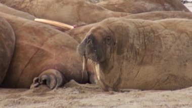 Morslar yakın grup kadar üzerinde shore, Kuzey Buz Denizi Svalbard içinde dinlenmek.