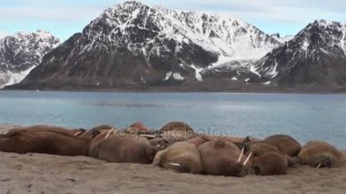 Grup walruses sakin su üzerinde shore Arktik okyanusta Svalbard yakınındaki.