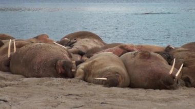 Grup walruses sakin su üzerinde shore Arktik okyanusta Svalbard yakınındaki.