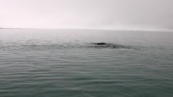 Groep van walrussen zwemmen in koud blauwe water van de Noordelijke IJszee in Svalbard. — Stockvideo