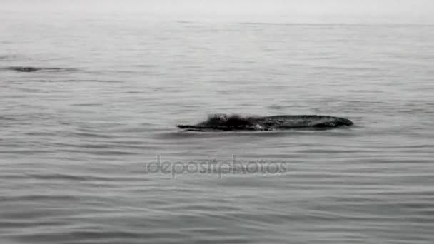 Grup walruses yüzmek Svalbard Arktik Okyanusu soğuk mavi su. — Stok video