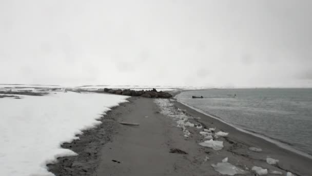 Ομάδα του θαλάσσιου ίππου να χαλαρώσουν κοντά στο νερό στην ακτή του Αρκτικού Ωκεανού σε Αρχιπέλαγος Σβάλμπαρντ. — Αρχείο Βίντεο