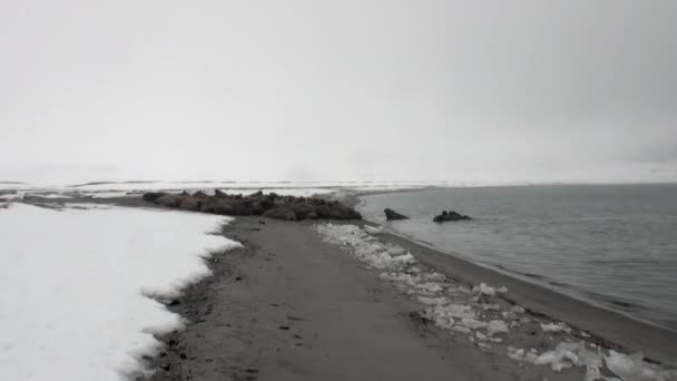 Group of walruses relax near water on snow shore of Arctic Ocean in Svalbard. — Stock Video