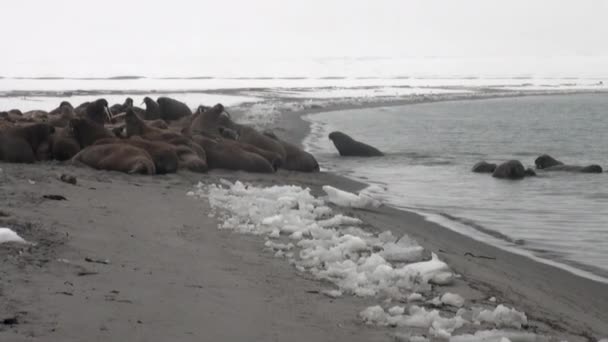 Группа моржей отдыхает у воды на снежном берегу Северного Ледовитого океана на Шпицбергене . — стоковое видео