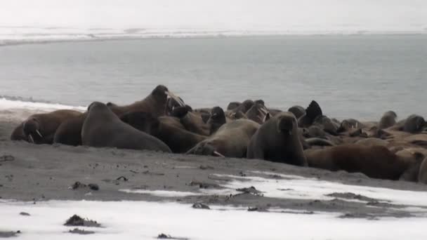 Groupe de morses se détendre près de l'eau sur le bord de la neige de l'océan Arctique à Svalbard .