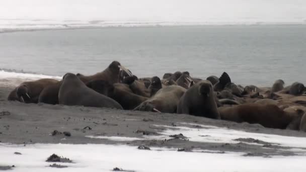 Group of walruses relax near water on snow shore of Arctic Ocean in Svalbard. — Stock Video