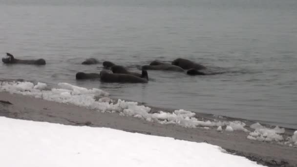 Gruppo di trichechi nuotare in acqua fredda blu dell'Oceano Artico in Svalbard . — Video Stock