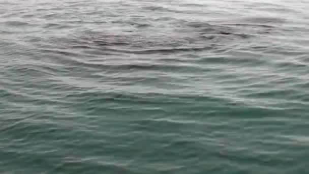 Group of walruses dive in water of Arctic Ocean in Svalbard. — Stock Video