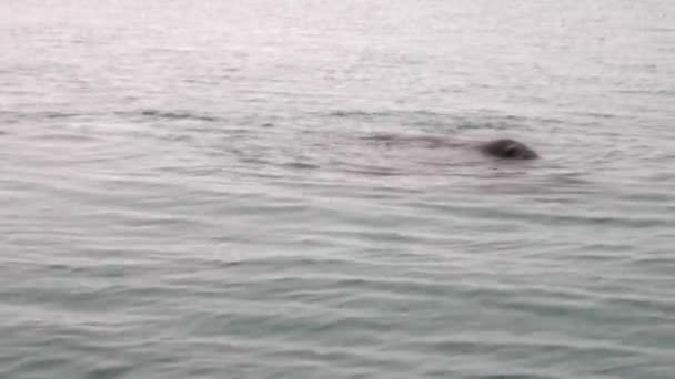 Group of walruses dive in water of Arctic Ocean in Svalbard. — Stock Video