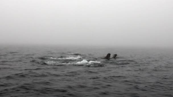 Grupp av valrossar är flytande i vatten i dimma av Arktiska oceanen i Svalbard. — Stockvideo