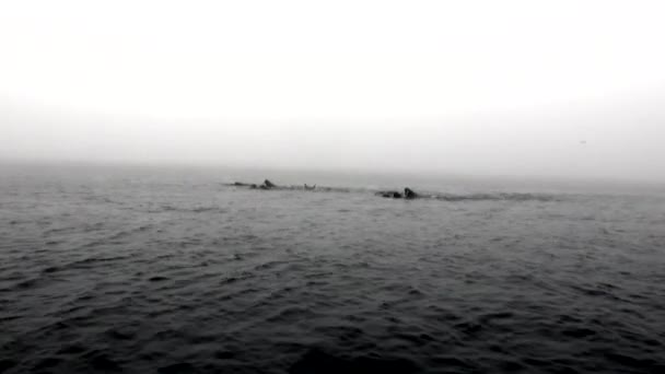 Group of walruses are floating in water in fog of Arctic Ocean in Svalbard. — Stock Video