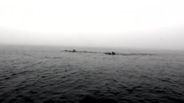 Groep van walrussen zijn zwevend in het water in de mist van de Noordelijke IJszee in Svalbard. — Stockvideo