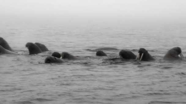 Groupe de morses flottent dans l'eau dans le brouillard de l'océan Arctique à Svalbard . — Video