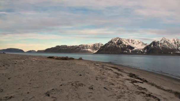 Grup walruses rahatla Svalbard Arktik Okyanusu günbatımı arka plan üzerinde. — Stok video