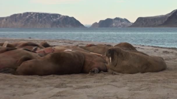 Groep van walrussen ontspannen in de buurt van water op de kust van de Noordelijke IJszee in Svalbard. — Stockvideo