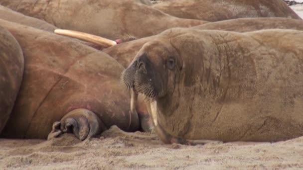 Group of walruses close up relax on shore of Arctic Ocean in Svalbard. — Stock Video