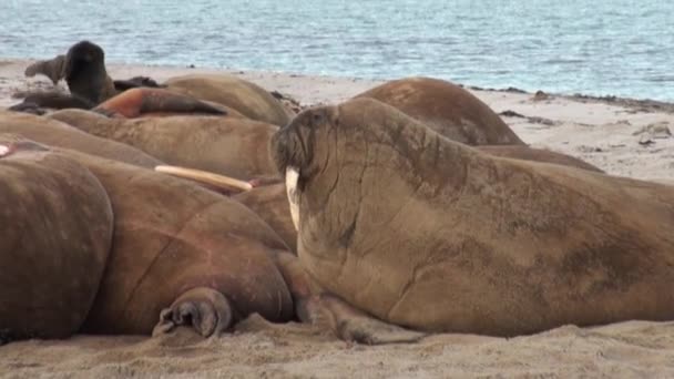 Group of walruses close up relax on shore of Arctic Ocean in Svalbard. — Stock Video