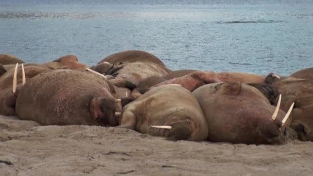 Grupp av valrossar koppla av nära vattnet på stranden av Arktiska oceanen i Svalbard. — Stockvideo