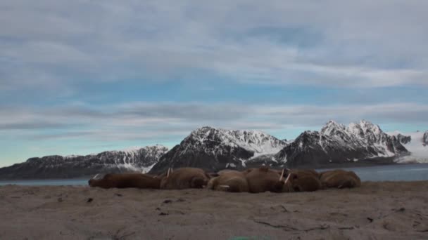 Grupo de morsas relajarse en la orilla del Océano Ártico en Svalbard . — Vídeo de stock