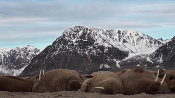 Group of walruses relax on shore of Arctic Ocean in Svalbard. — Stock Video
