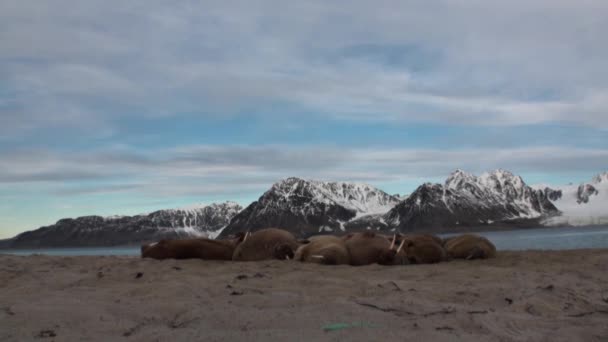 セイウチのグループはスバールバル北極海の海岸でリラックスします。. — ストック動画
