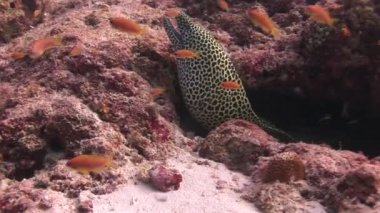 Moray yılan balığı leopar renk arka plan sualtı manzara Maldivler deniz üzerinde.