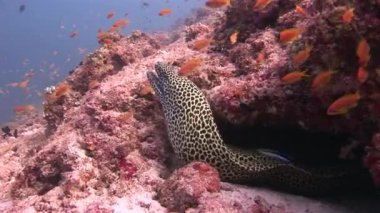Moray yılan balığı leopar renk arka plan Maldivler deniz balık sürüsü.