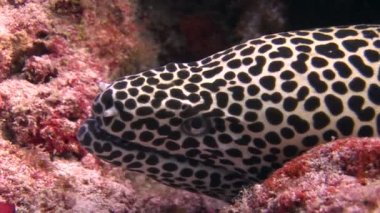 Moray leopar renk arka plan mercan sualtı Maldivler deniz üzerinde başkanı.