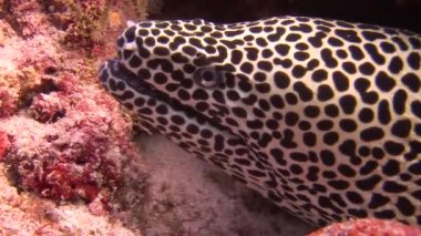 Moray leopar renk arka plan mercan sualtı Maldivler deniz üzerinde başkanı.