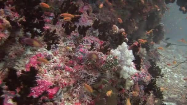 Fiskstim på bakgrunden färgglada koraller under vattnet i havet av Maldiverna. — Stockvideo