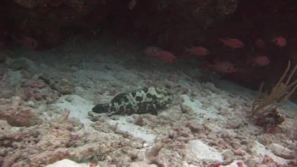 Gefleckte Fische auf sandigem Grund auf Hintergrund bunte Korallen unter Wasser im Meer. — Stockvideo