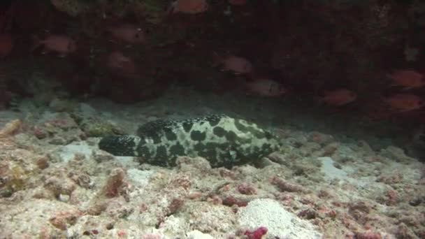 Gefleckte Fische auf sandigem Grund auf Hintergrund bunte Korallen unter Wasser im Meer. — Stockvideo