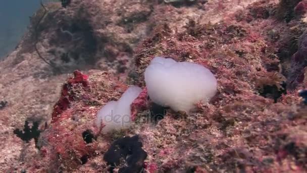 Zeeslak op achtergrond kleurrijke koralen onderwater landschap van Maldiven. — Stockvideo