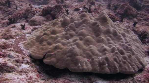 Koraal hersenen op zanderige bodem op achtergrond kleurrijke koralen onderwater in zee. — Stockvideo