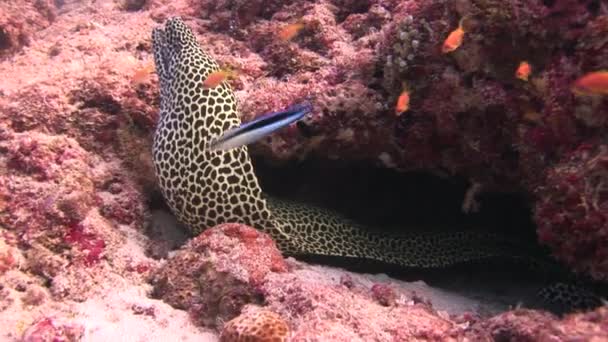 Moray anguilla leopardo colore su sfondo paesaggio subacqueo in mare delle Maldive . — Video Stock