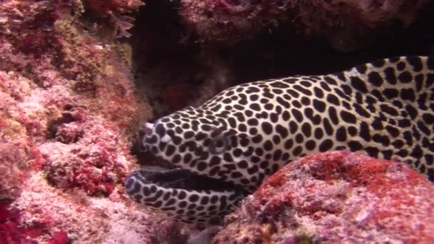 Moray eel leopard color on background underwater landscape in sea of Maldives. — Stock Video