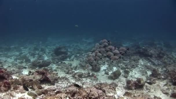 Σχολείο των ψαριών σε φόντο υποβρύχιο τοπίο στη θάλασσα των Μαλδίβων. — Αρχείο Βίντεο